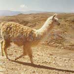 Le lama- Photo anonyme